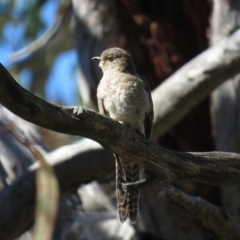 Cacomantis flabelliformis at Carwoola, NSW - 23 Feb 2019 10:25 AM