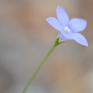 Wahlenbergia stricta subsp. stricta at Wamboin, NSW - 8 Dec 2018