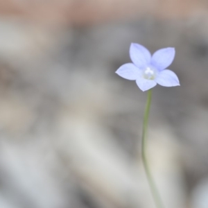Wahlenbergia stricta subsp. stricta at Wamboin, NSW - 8 Dec 2018