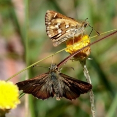 Atkinsia dominula (Two-brand grass-skipper) at Paddys River, ACT - 21 Feb 2019 by DPRees125