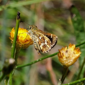 Atkinsia dominula at Paddys River, ACT - suppressed