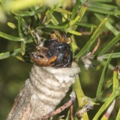 Metura elongatus (Saunders' case moth) at Higgins, ACT - 23 Feb 2019 by AlisonMilton