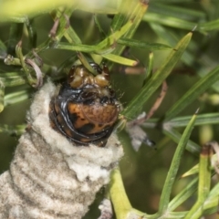 Metura elongatus at Higgins, ACT - 23 Feb 2019