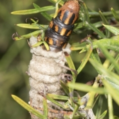 Metura elongatus at Higgins, ACT - 23 Feb 2019