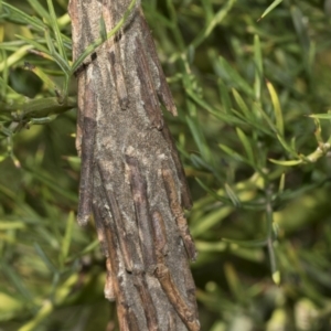 Metura elongatus at Higgins, ACT - 23 Feb 2019 02:40 PM