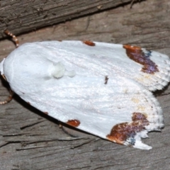 Chasmina pulchra (A Noctuid moth) at Rosedale, NSW - 15 Feb 2019 by jb2602