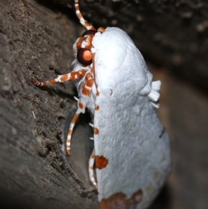 Chasmina pulchra at Rosedale, NSW - 15 Feb 2019 08:47 PM