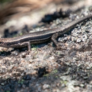 Pseudemoia spenceri at Cotter River, ACT - 20 Feb 2019 02:21 PM