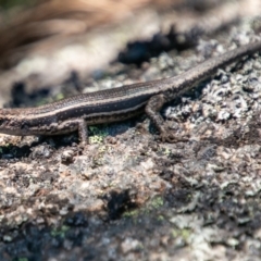 Pseudemoia spenceri (Spencer's Skink) at Cotter River, ACT - 20 Feb 2019 by SWishart