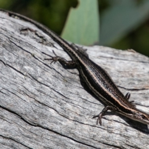 Pseudemoia spenceri at Cotter River, ACT - 20 Feb 2019