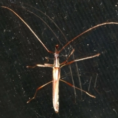 Rhinophthalmus sp. at Rosedale, NSW - 16 Feb 2019