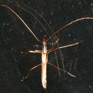 Rhinophthalmus sp. at Rosedale, NSW - 16 Feb 2019