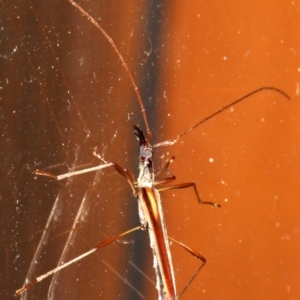 Rhinophthalmus sp. at Rosedale, NSW - 16 Feb 2019