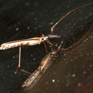 Rhinophthalmus sp. at Rosedale, NSW - 16 Feb 2019