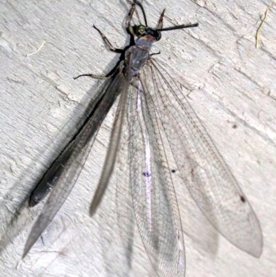 Myrmeleon acer (Myrmeleon Antlion Lacewing) at Rosedale, NSW - 14 Feb 2019 by jb2602
