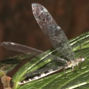 Myrmeleontidae (family) at Rosedale, NSW - 15 Feb 2019 11:19 PM