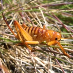 Wirritina brevipes (Raspy cricket) at Bimberi, ACT - 25 Jan 2008 by DPRees125