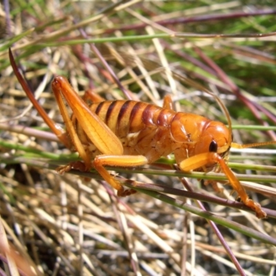 Wirritina brevipes (Raspy cricket) at Bimberi Nature Reserve - 25 Jan 2008 by DPRees125