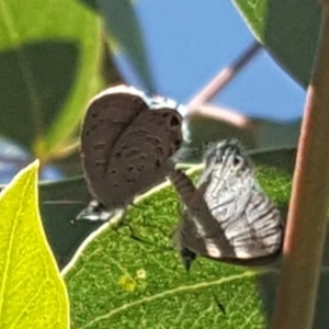 Acrodipsas myrmecophila at suppressed - 23 Feb 2019