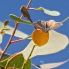 Acrodipsas myrmecophila at suppressed - 23 Feb 2019