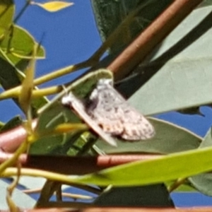 Acrodipsas myrmecophila at suppressed - 23 Feb 2019