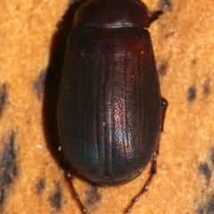 Unidentified Scarab beetle (Scarabaeidae) at Rosedale, NSW - 15 Feb 2019 by jbromilow50