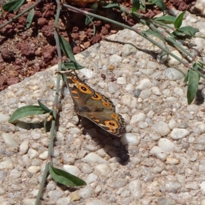 Junonia villida (Meadow Argus) at Canberra, ACT - 23 Feb 2019 by JanetRussell