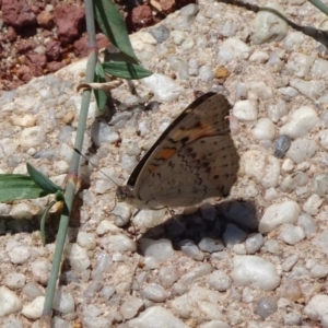 Junonia villida at Canberra, ACT - 23 Feb 2019