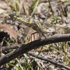 Orthetrum caledonicum (Blue Skimmer) at Mulligans Flat - 22 Feb 2019 by AlisonMilton