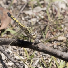 Orthetrum caledonicum at Amaroo, ACT - 22 Feb 2019 12:37 PM