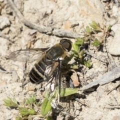 Villa sp. (genus) (Unidentified Villa bee fly) at Forde, ACT - 22 Feb 2019 by Alison Milton