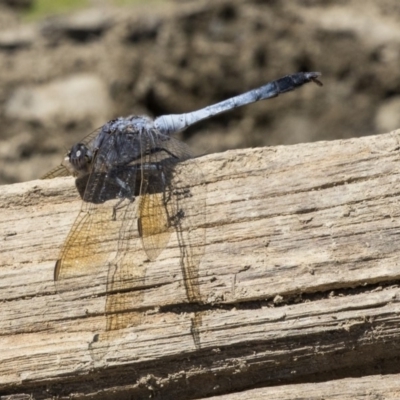 Orthetrum caledonicum (Blue Skimmer) at Mulligans Flat - 22 Feb 2019 by AlisonMilton