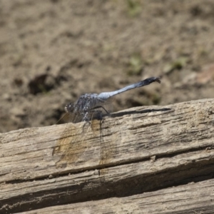 Orthetrum caledonicum at Forde, ACT - 22 Feb 2019 12:21 PM