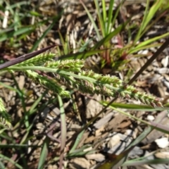 Echinochloa crus-galli (Barnyard Grass) at Reid, ACT - 22 Feb 2019 by JanetRussell