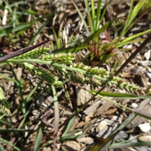 Echinochloa crus-galli at Reid, ACT - 23 Feb 2019 09:39 AM