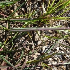 Echinochloa crus-galli at Reid, ACT - 23 Feb 2019 09:39 AM