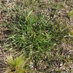 Echinochloa crus-galli at Reid, ACT - 23 Feb 2019 09:39 AM