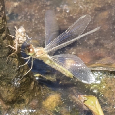 Diplacodes haematodes (Scarlet Percher) at Forde, ACT - 22 Feb 2019 by Alison Milton