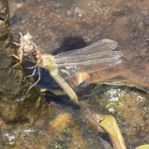 Diplacodes haematodes at Forde, ACT - 22 Feb 2019