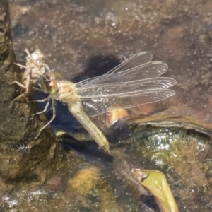 Diplacodes haematodes at Forde, ACT - 22 Feb 2019 12:07 PM