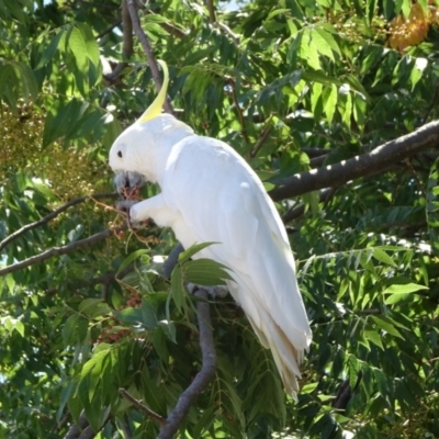 Cacatua galerita (Sulphur-crested Cockatoo) at City Renewal Authority Area - 23 Feb 2019 by JanetRussell