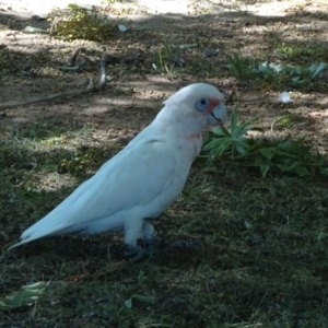 Cacatua tenuirostris X sanguinea at Canberra, ACT - 23 Feb 2019