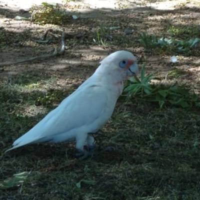 Cacatua tenuirostris X sanguinea (Long-billed X Little Corella (Hybrid)) at Canberra, ACT - 23 Feb 2019 by JanetRussell