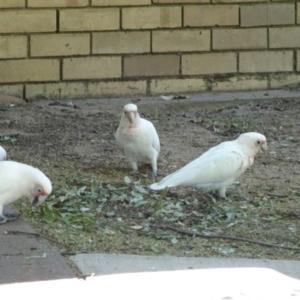 Cacatua tenuirostris X sanguinea at Canberra, ACT - 23 Feb 2019