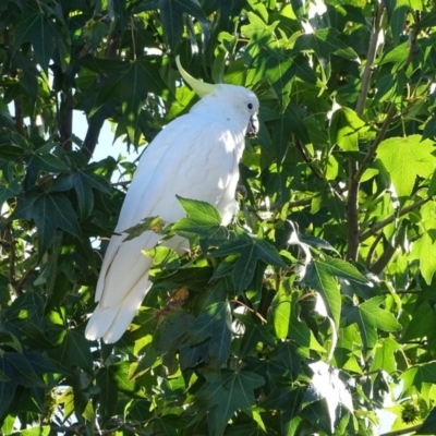 Cacatua galerita (Sulphur-crested Cockatoo) at Isaacs, ACT - 22 Feb 2019 by Mike