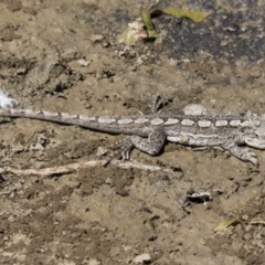 Amphibolurus muricatus (Jacky Lizard) at Forde, ACT - 22 Feb 2019 by AlisonMilton