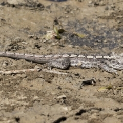 Amphibolurus muricatus at Forde, ACT - 22 Feb 2019 12:09 PM