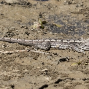 Amphibolurus muricatus at Forde, ACT - 22 Feb 2019