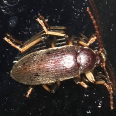 Alleculinae sp. (Subfamily) at Rosedale, NSW - 16 Feb 2019 by jb2602