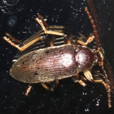 Unidentified Darkling beetle (Tenebrionidae) at Rosedale, NSW - 16 Feb 2019 by jbromilow50